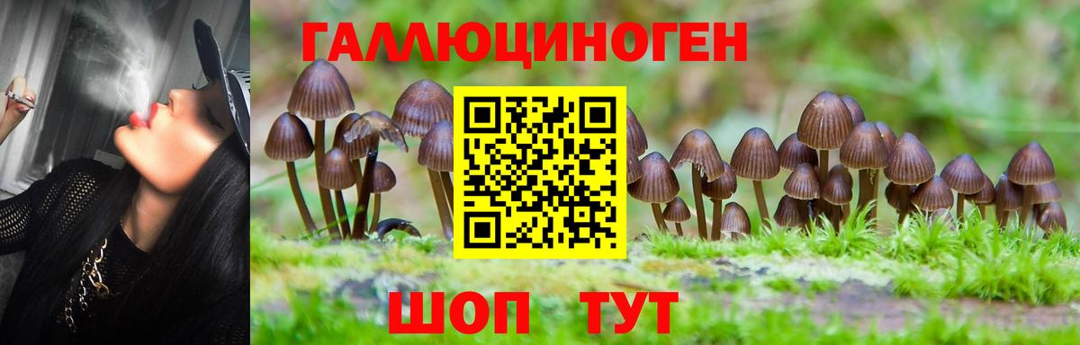 Дзержинский  Галлюциногенные грибы Cubensis  Вход с VPN 